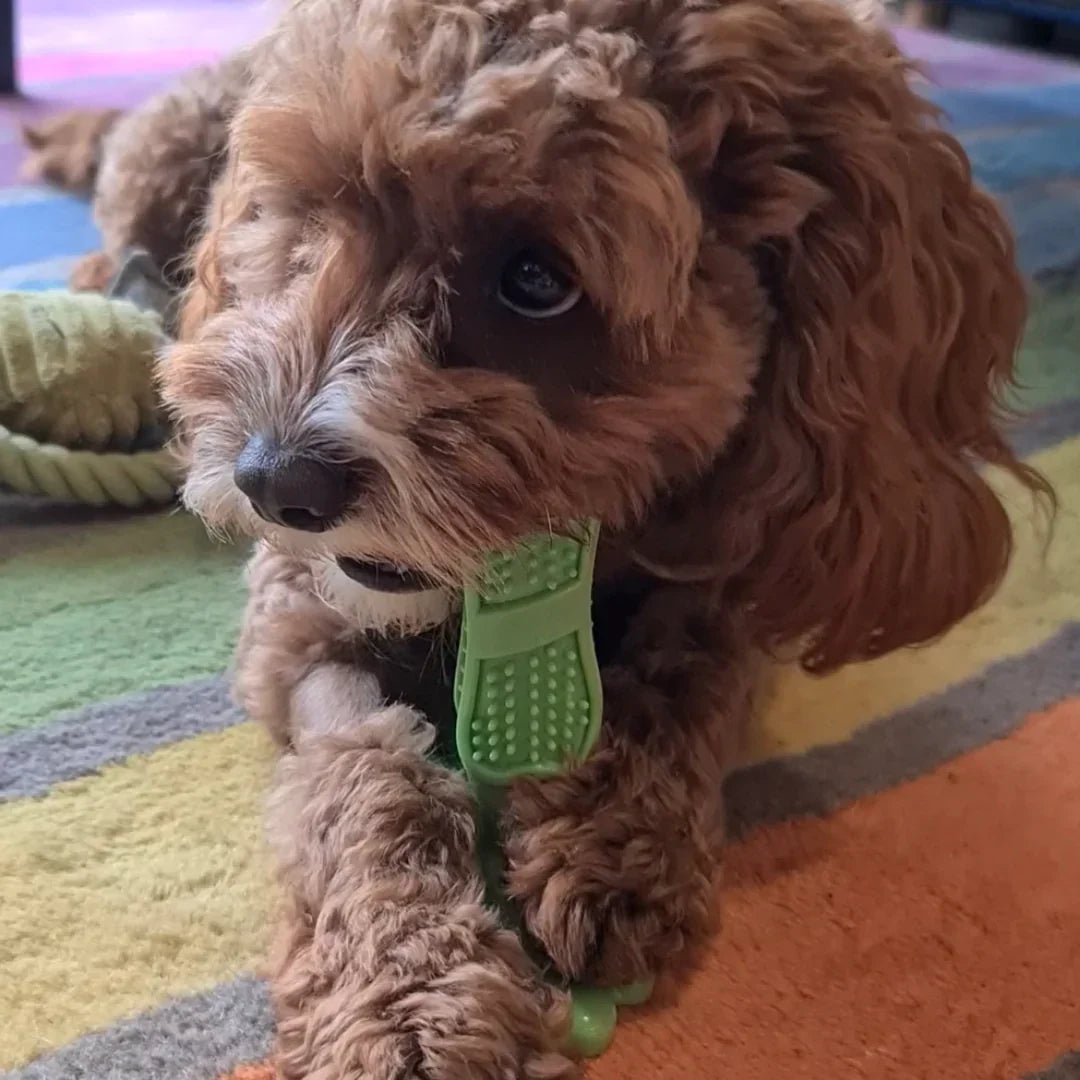 CalmingTeeth - Durable Dog Chew Toy Toothbrush